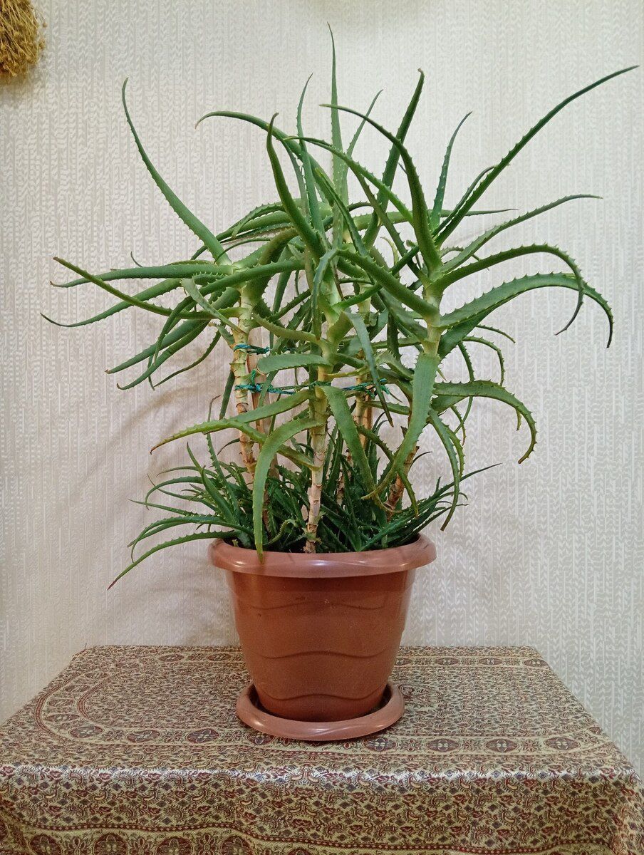 Aloe — Bitkilər, Bakı (3)