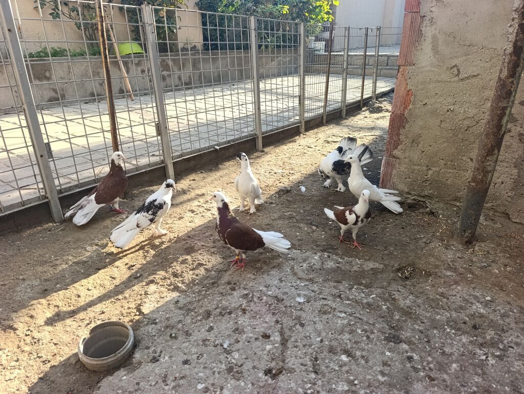 Məhsul: Göyərçinlər – fərqli rəng və naxışlarda dekorativ/oyunçu — Quşlar, Masazır (10)