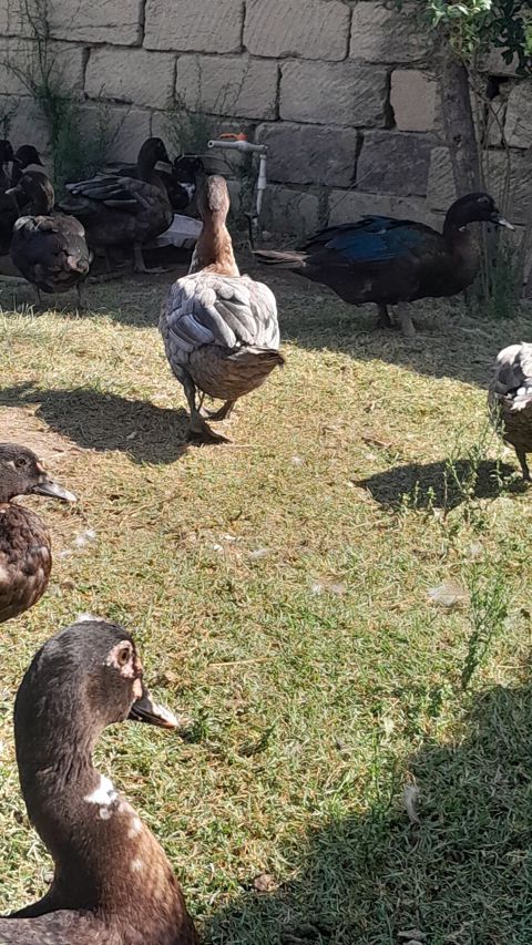 Muscovy ördəkləri (indo-ördəklər) – müxtəlif rənglərdə sürü - Cins