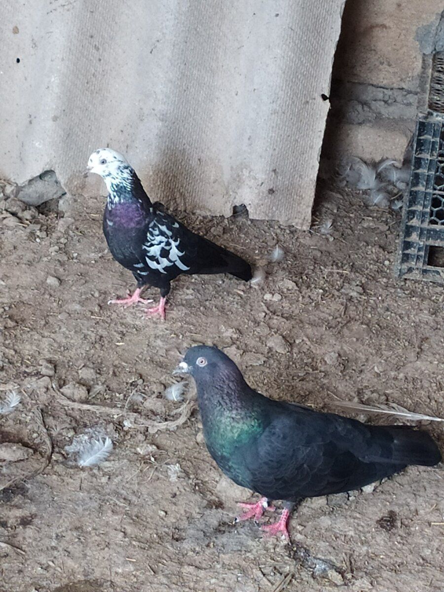 Göyərçin — Quşlar, Şirvan (3)