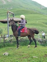 6 yaşlı erkək at — Лошади
