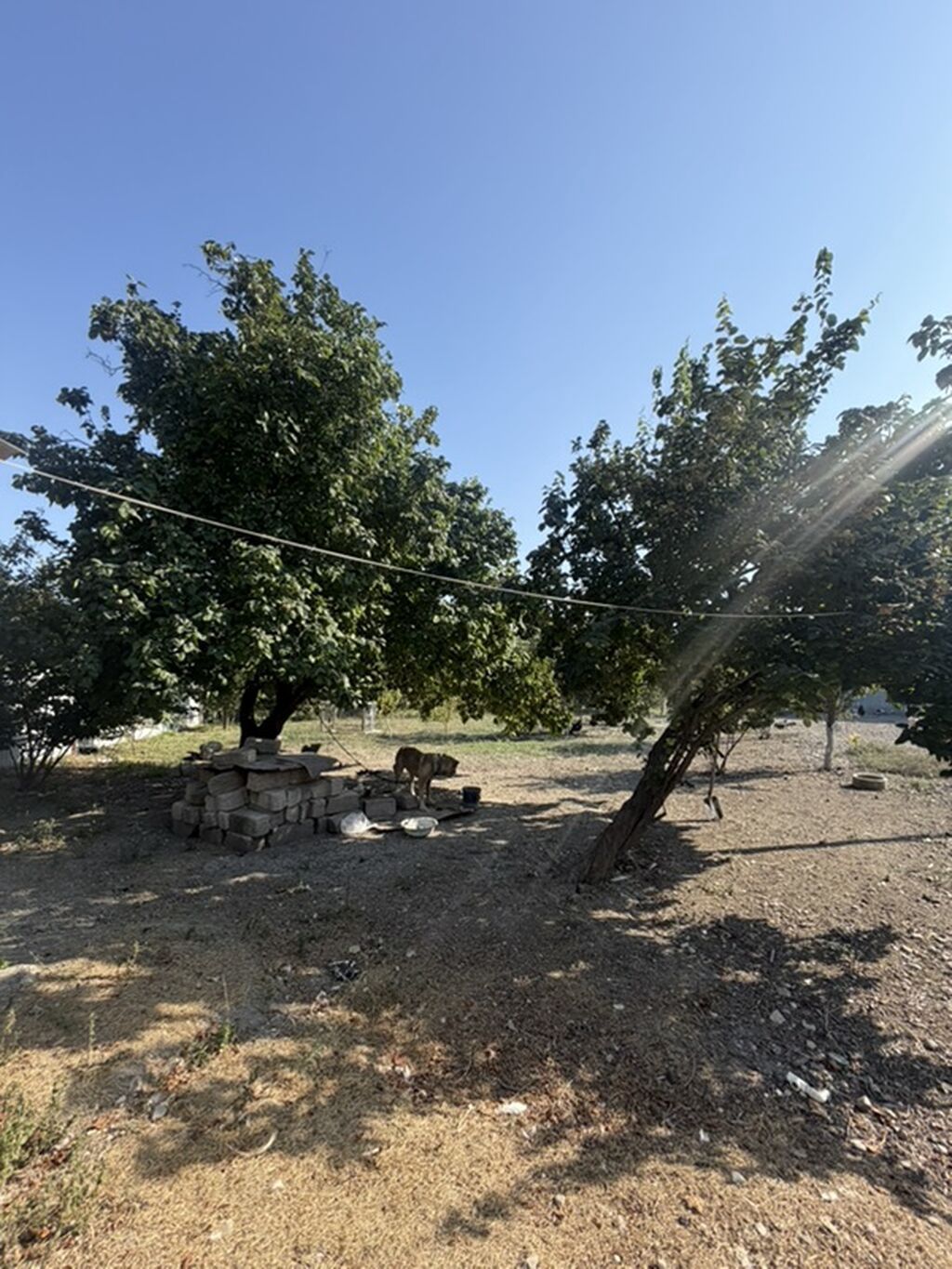 25 sot, Tikinti, Mülkiyyətçi, Kupça (Çıxarış) — Torpaq, Xaçmaz (7)