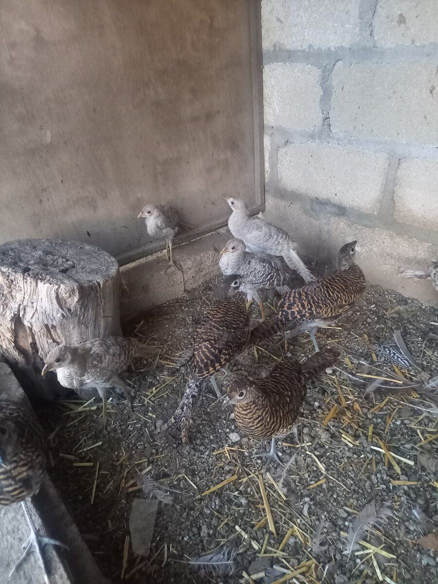 Qızıl limon zümrüd qırqovul balaları — Quşlar, Gəncə (3)