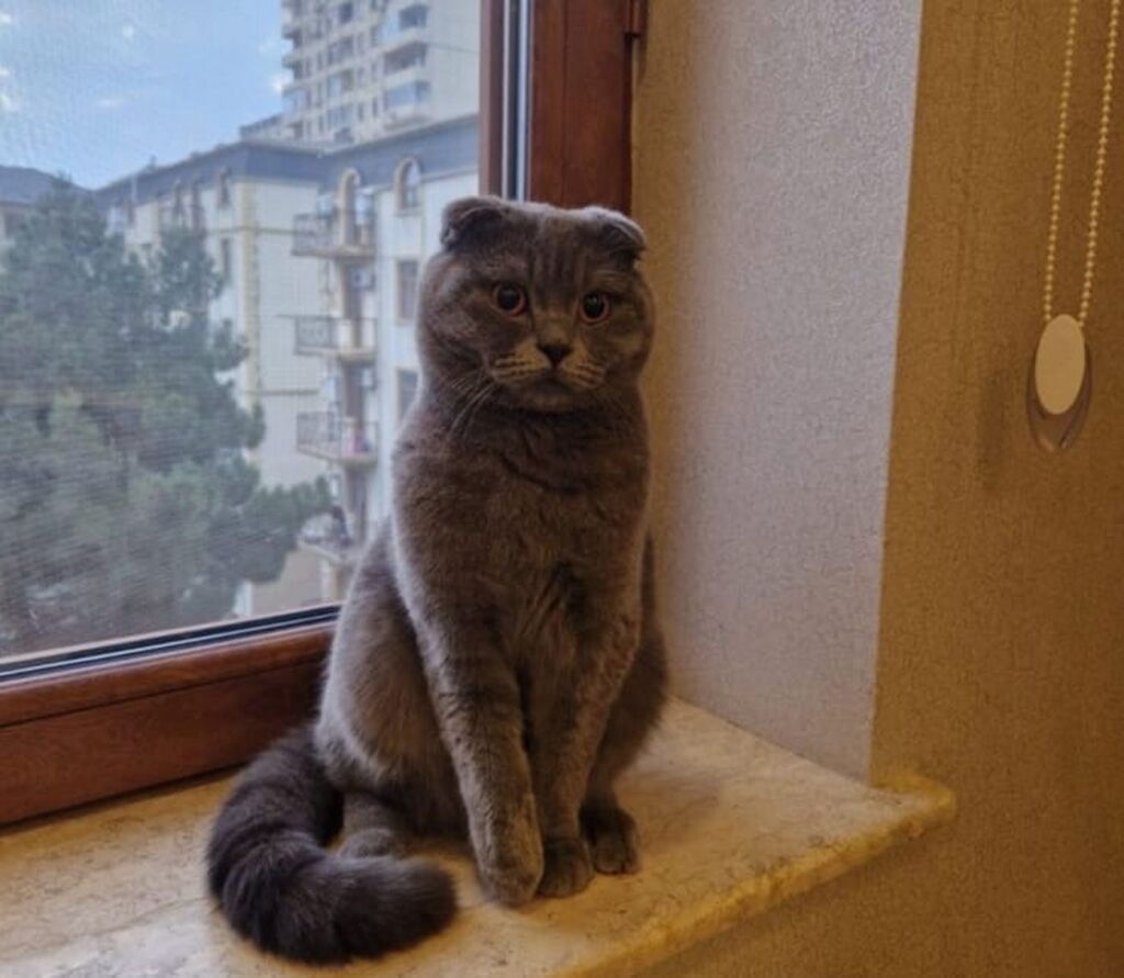 Şotland
