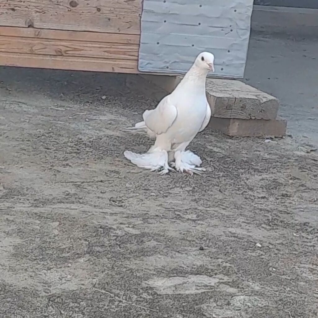 Leleyli orta 2 tuk goy quyrugdu war kimidi oynag tutulmadi qanadi — Quşlar, Bakı (3)