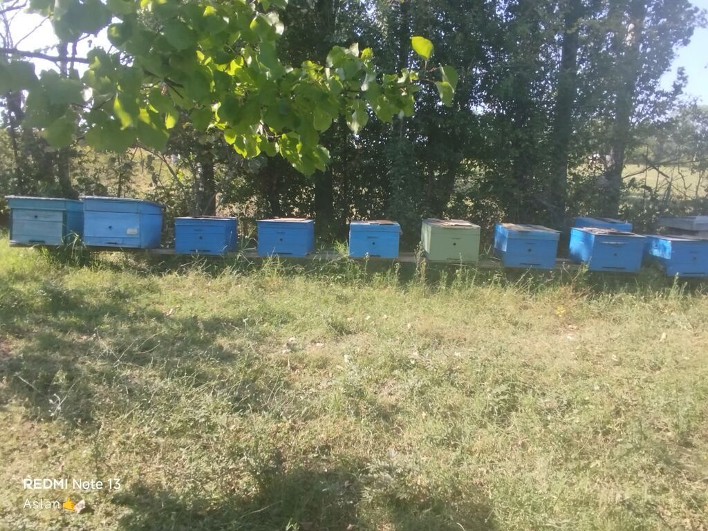 Arı ailələri Xaçmaz rayonu arılar karnıma növüdür 10 ədəd — Heyvanlar, Xaçmaz (2)