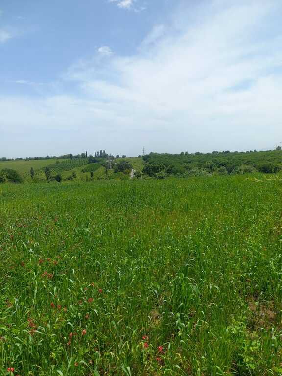 80 sot torpaq sahəsi, Quba r. — Torpaq, Quba (6)