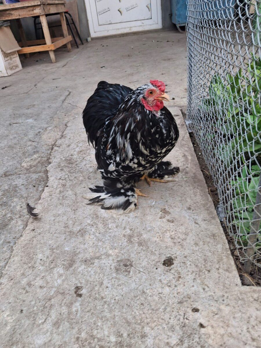 Mottled Koxin xoruzu — Quşlar, Gəncə (6)