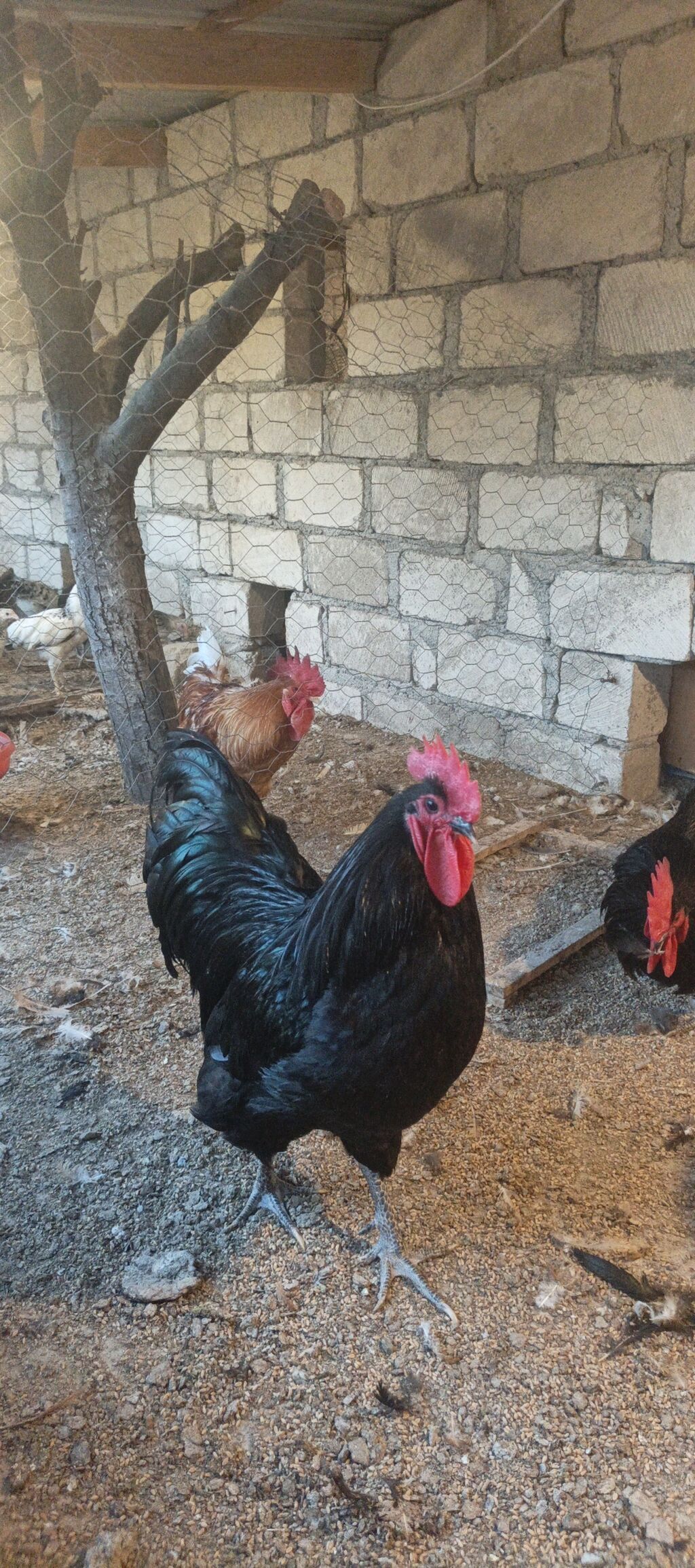Orjinal uzunquyruq avstralop cücə və yumurtası — Heyvanlar, Gəncə (5)