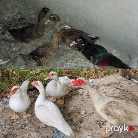 9 dene ördekdi 6 lal 3 qişqiran kom 120 toyuqla barter olunur