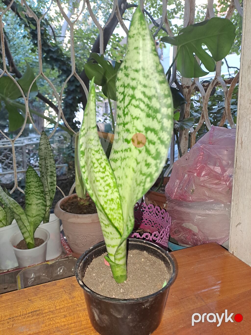 Sansevieria “Laurentii/Silver” (ilan bitkisi) – dekorativ otaq bitkisi — Mallar, Bakı (3)