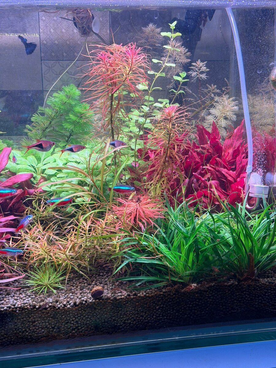 Akvarium bitkiləri — Akvariumlar və balıqlar, Bakı (5)