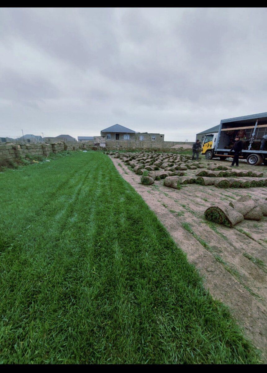 Qazon — Bitkilər, Bakı (11)