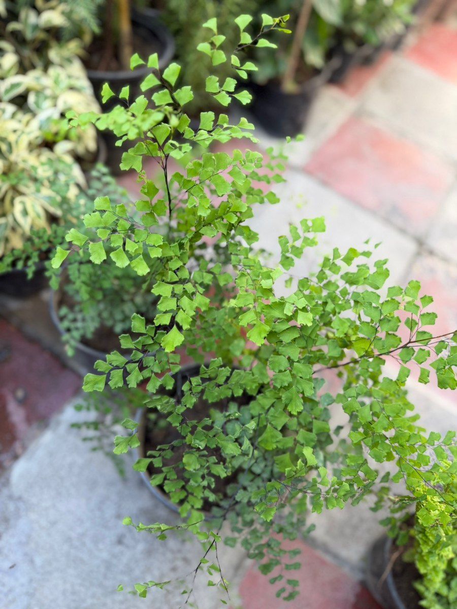 Adiantum — Bitkilər, Bakı (4)