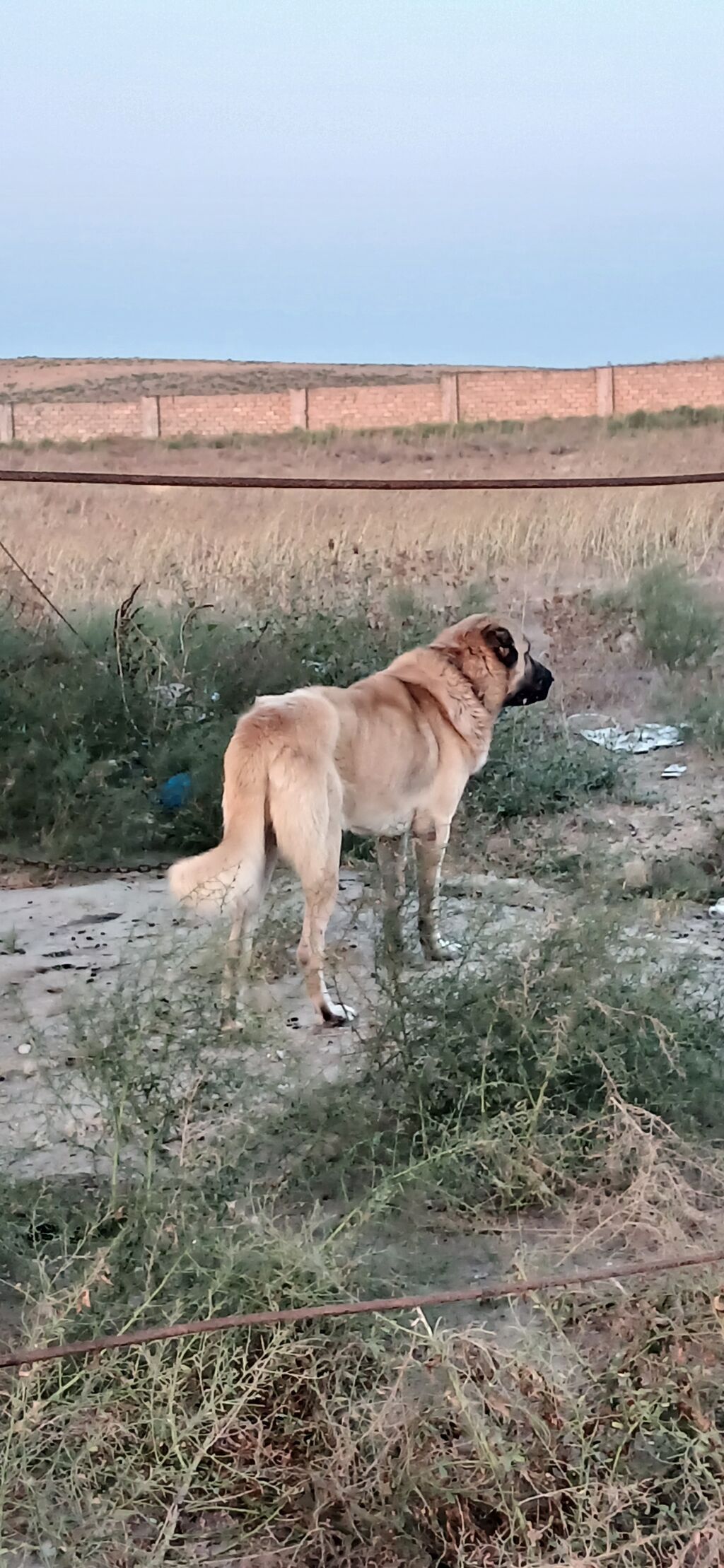 Qurdbasar, 2 il, Erkək, Peyvəndli, Ödənişli çatdırılma — Heyvanlar, Qazax (9)