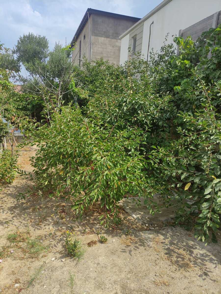 Satılır torpaq 9 sot — Torpaq, Bakı (6)