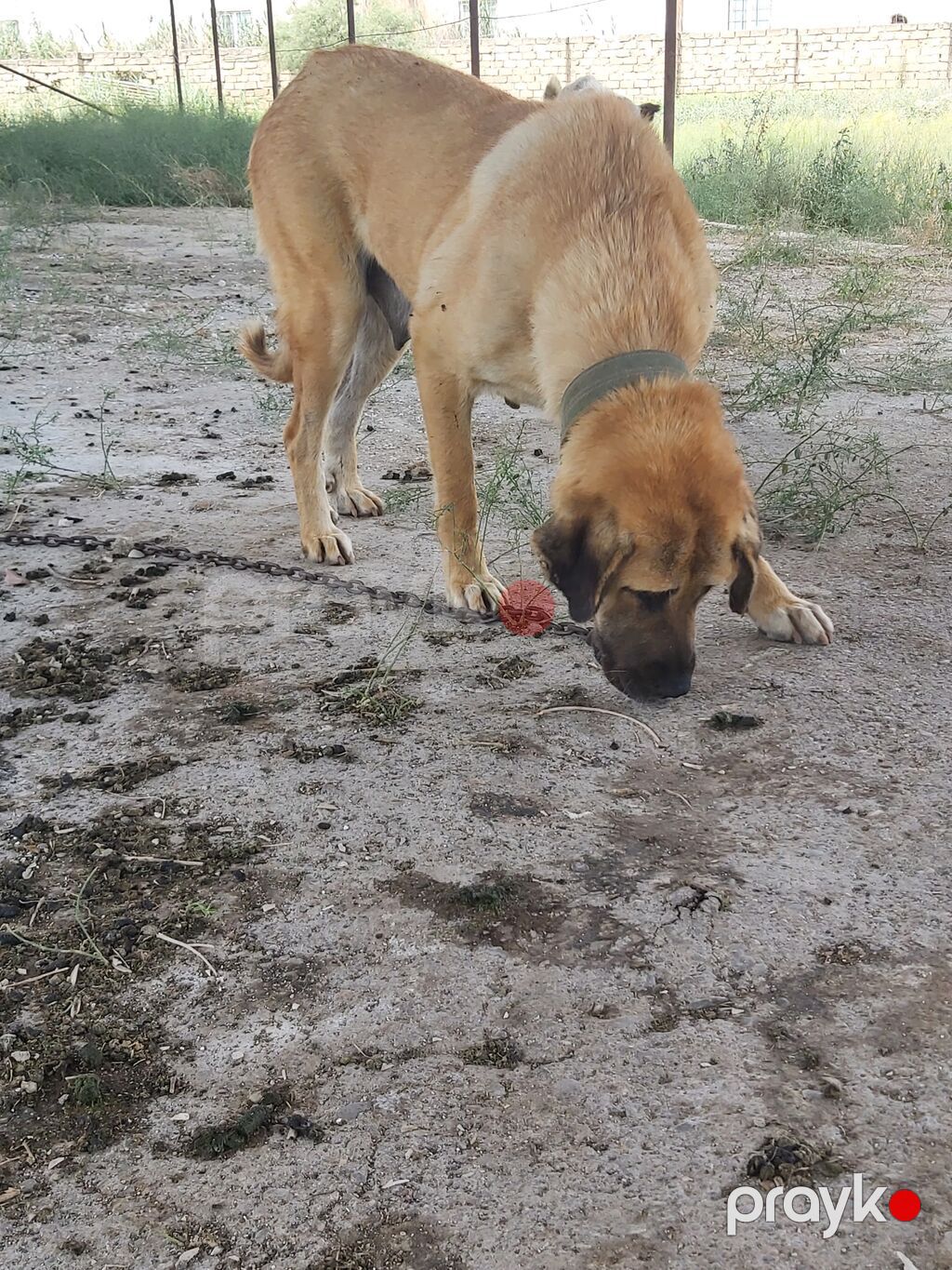 Köpək satılır — Akita-inu, Digah (3)