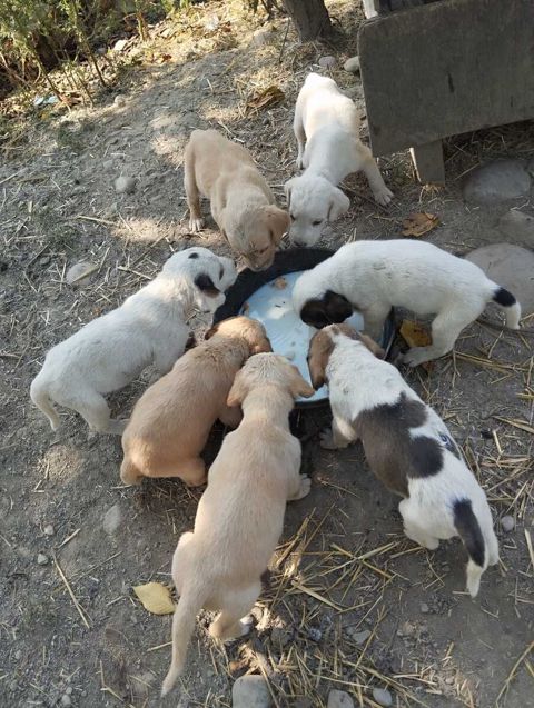 Ov iti balaları