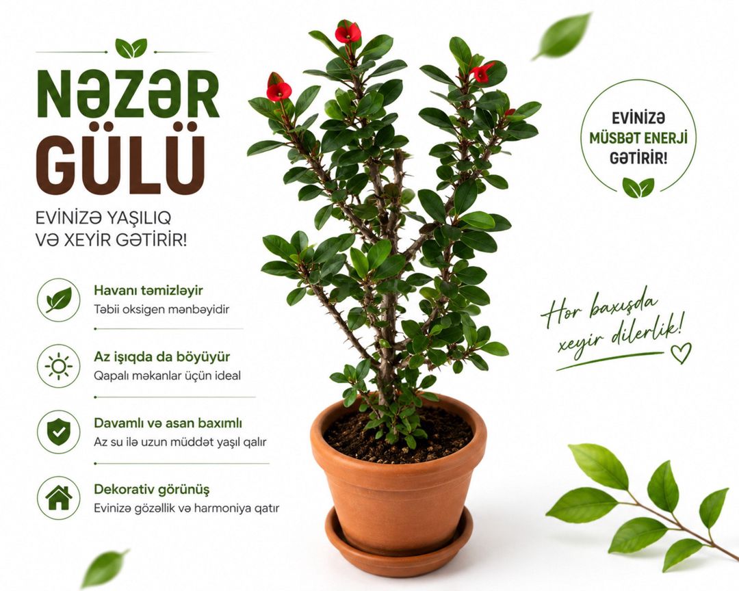 Nəzər gülü — Bitkilər, Bakı