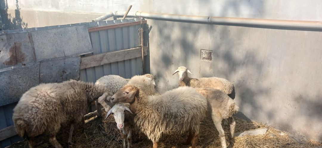 Qoyunlar — Heyvanlar, Şirvan (5)
