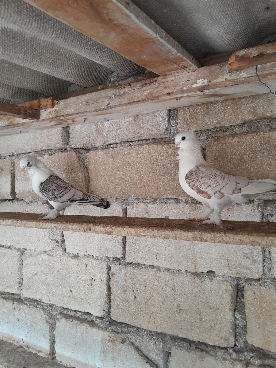 Göyərçin — Quşlar, Bərdə (5)
