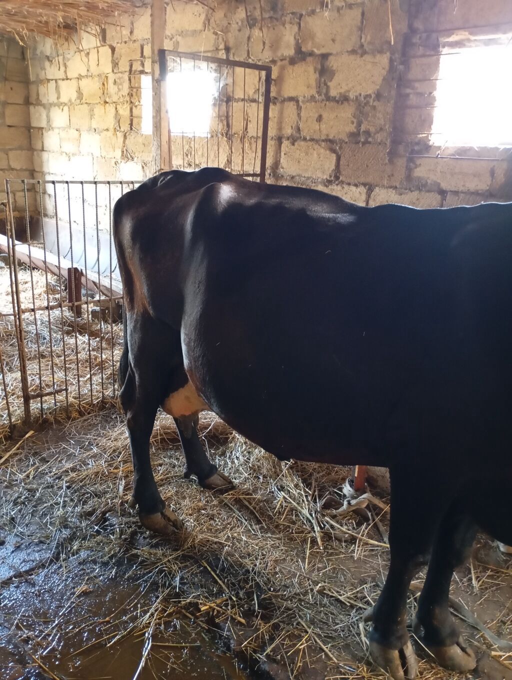 Qara rəngli süd inəyi 15-16 litr süd verir.yem yemir yesə daha çox süd — Heyvanlar, Salyan (8)