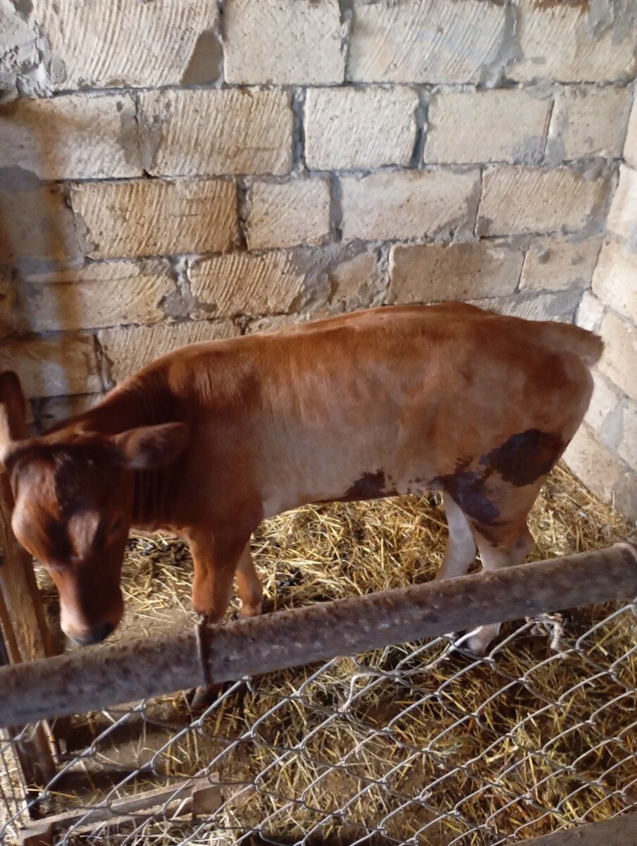 İnək — Heyvanlar, Salyan (11)