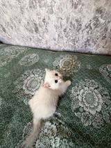 Şotland pişiyi — Кошки