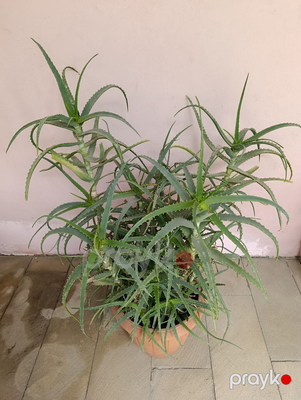 Aloe Gülü Dərman Güludu. 4 illik Yekə. Güldü. 3 Ədəd Var. 1 ədədi 15 — Mallar, Digah (2)