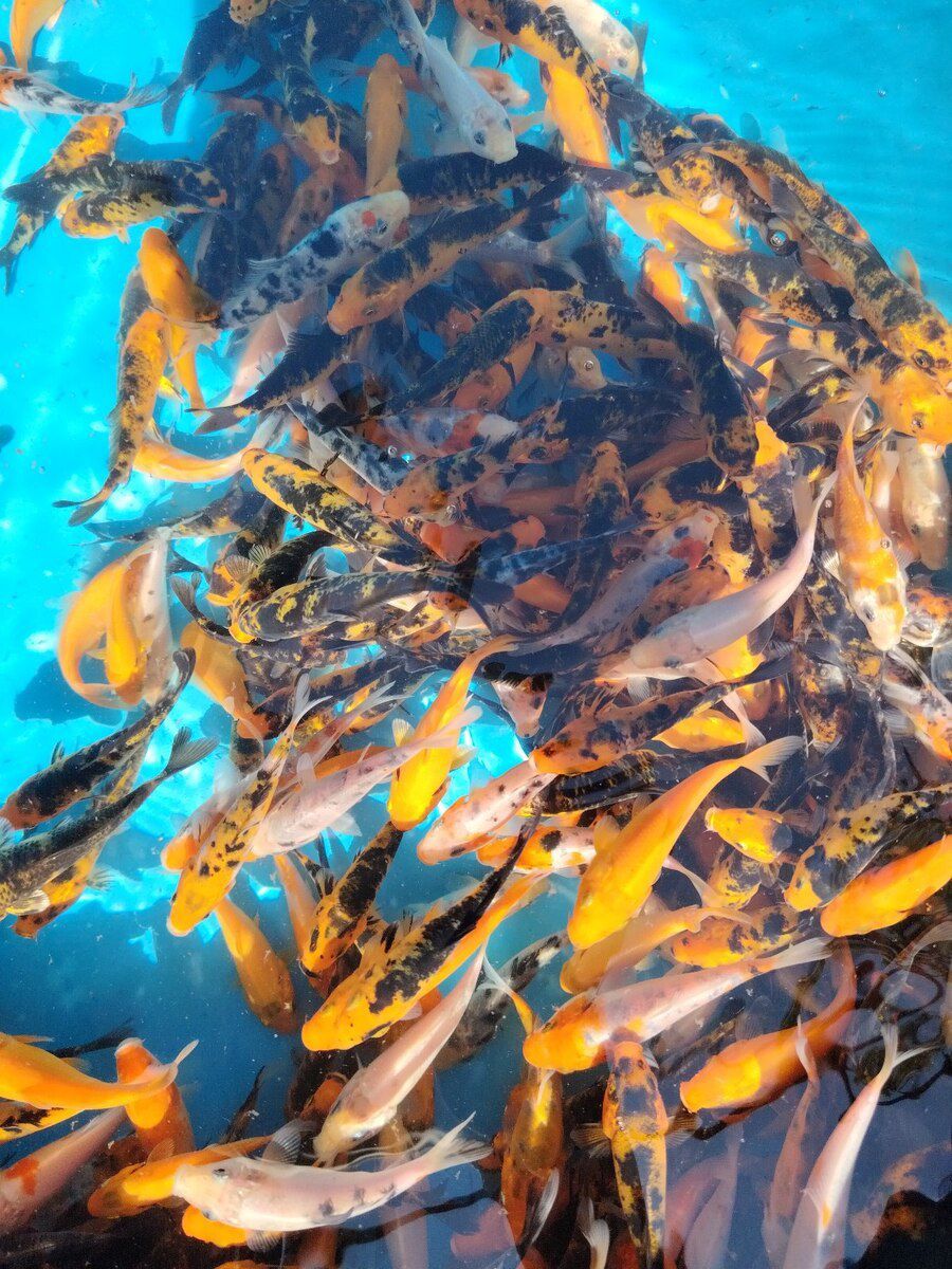 Koi balıqları — Akvariumlar və balıqlar, Bakı (5)
