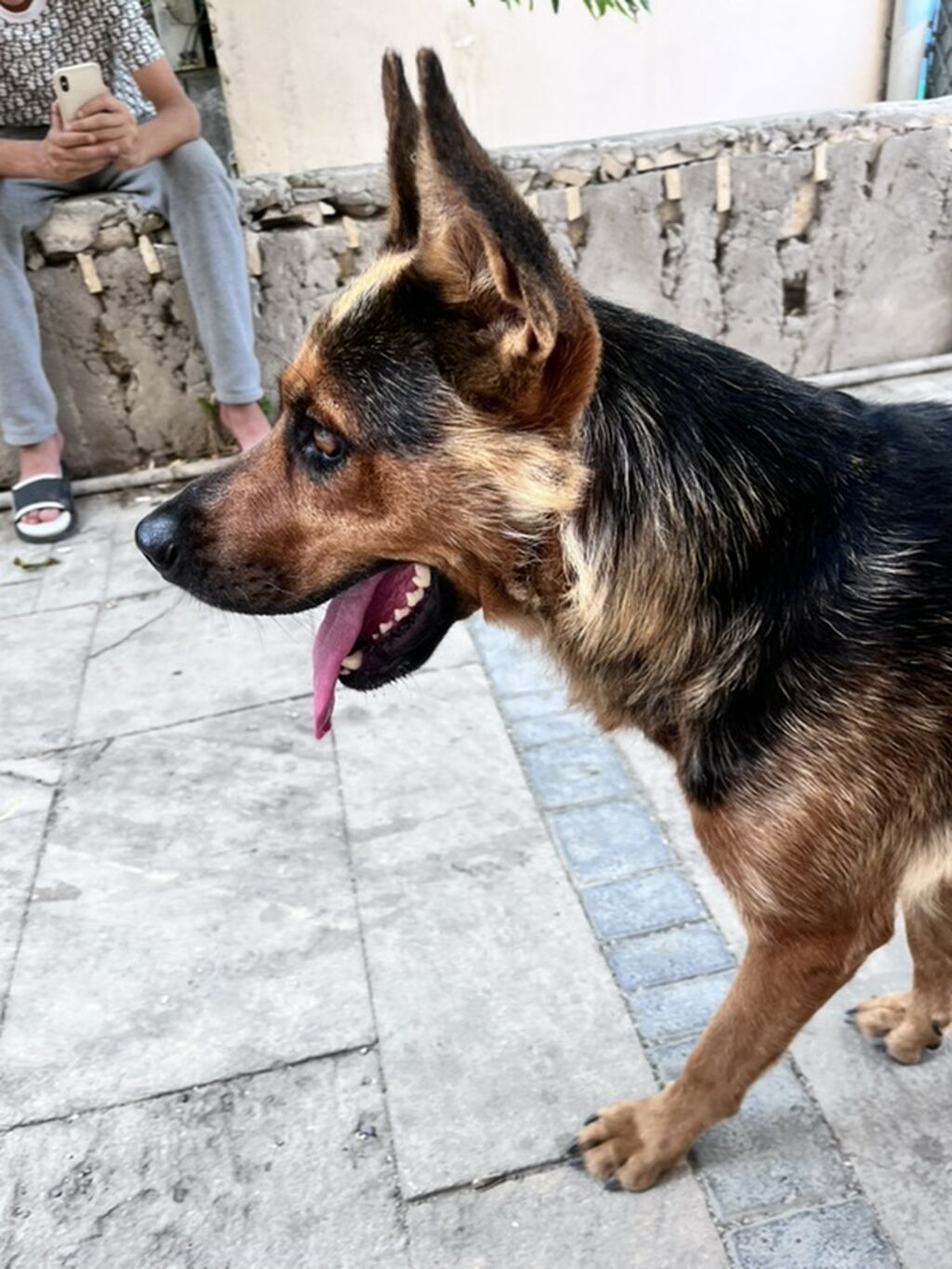 Alman çoban iti — Heyvanlar, Qobu (5)