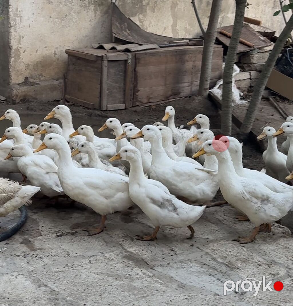 Ağ ördək sürüsü – ət və yumurta istehsalı üçün - Cins: Ağ pekin tipli — Digərləri, Digah (2)