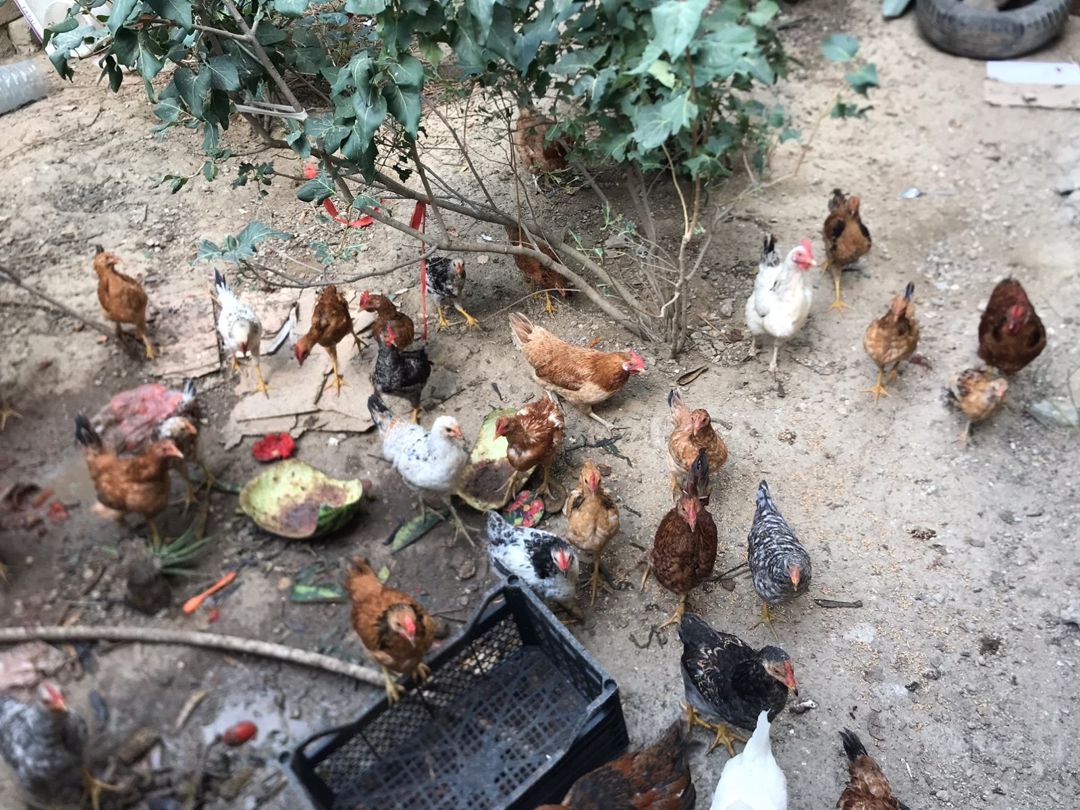 Çolpalar — Quşlar, Bakı (4)