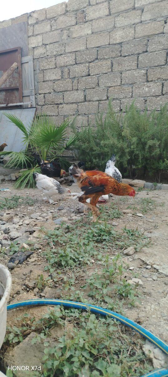 Cücələr — Quşlar, Bakı (4)