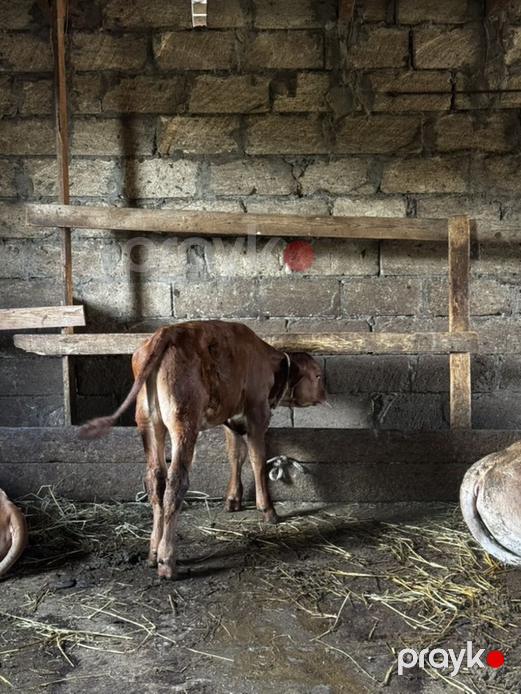 Təmiz erkək anqus dana satılır. 2 ayın içindədir. Süni mayalanmadan — Heyvanlar, Sumqayıt (10)