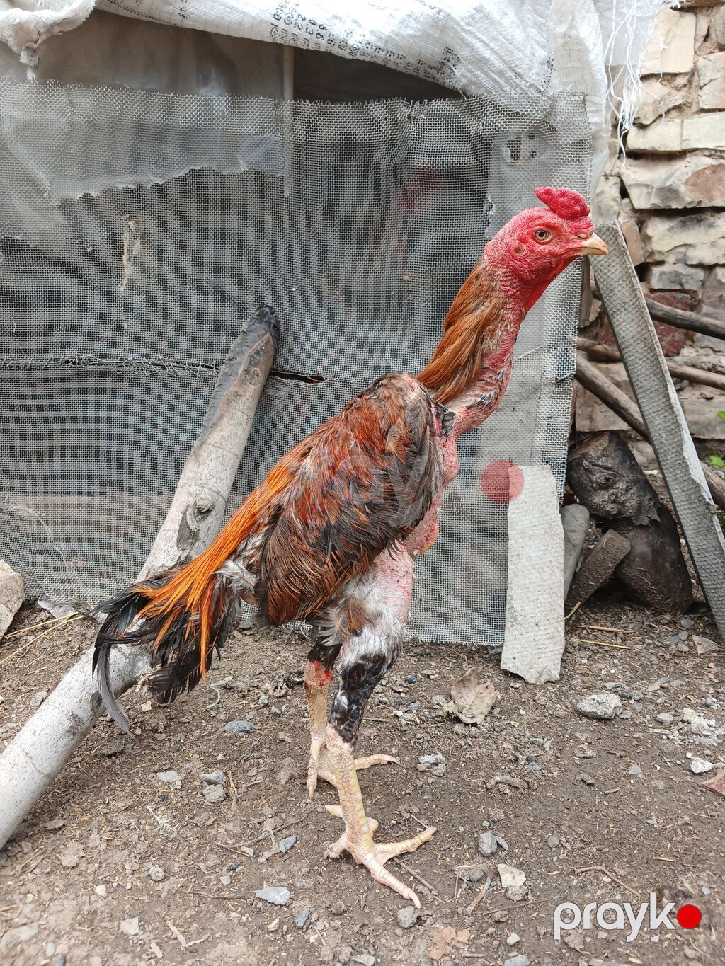 Bir gözü kör xoruz satılır — Toyuq və xoruz, Gəncə (2)