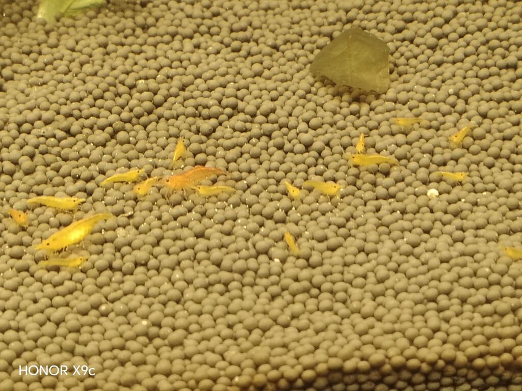 Sarı akvarium krevetləri (Neocaridina) – sakit və bitkili akvariumlar — Heyvanlar, Xırdalan