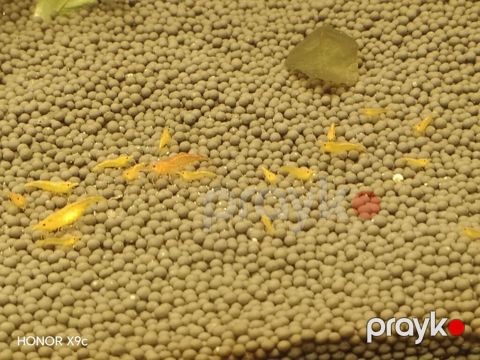 Sarı akvarium krevetləri (Neocaridina) – sakit və bitkili akvariumlar