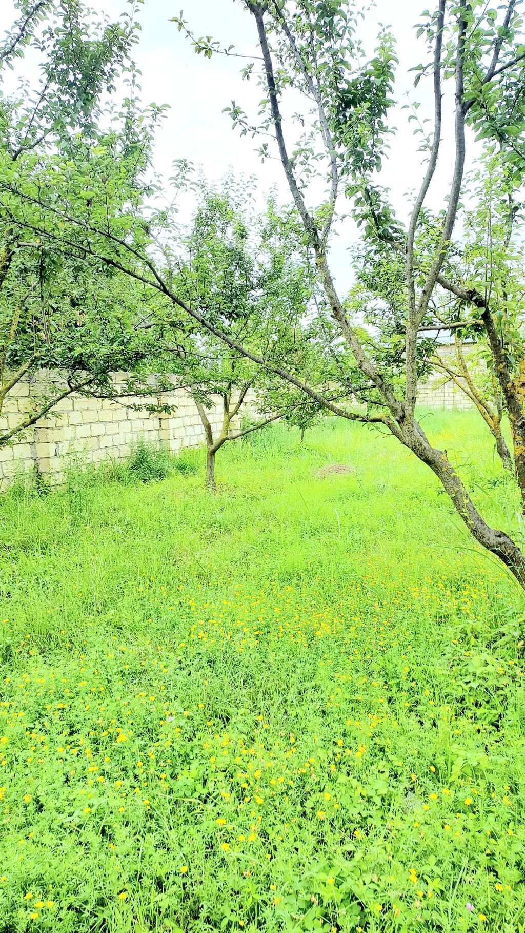24 sot, Tikinti, Mülkiyyətçi, Kupça (Çıxarış) — Torpaq, Göyçay (6)