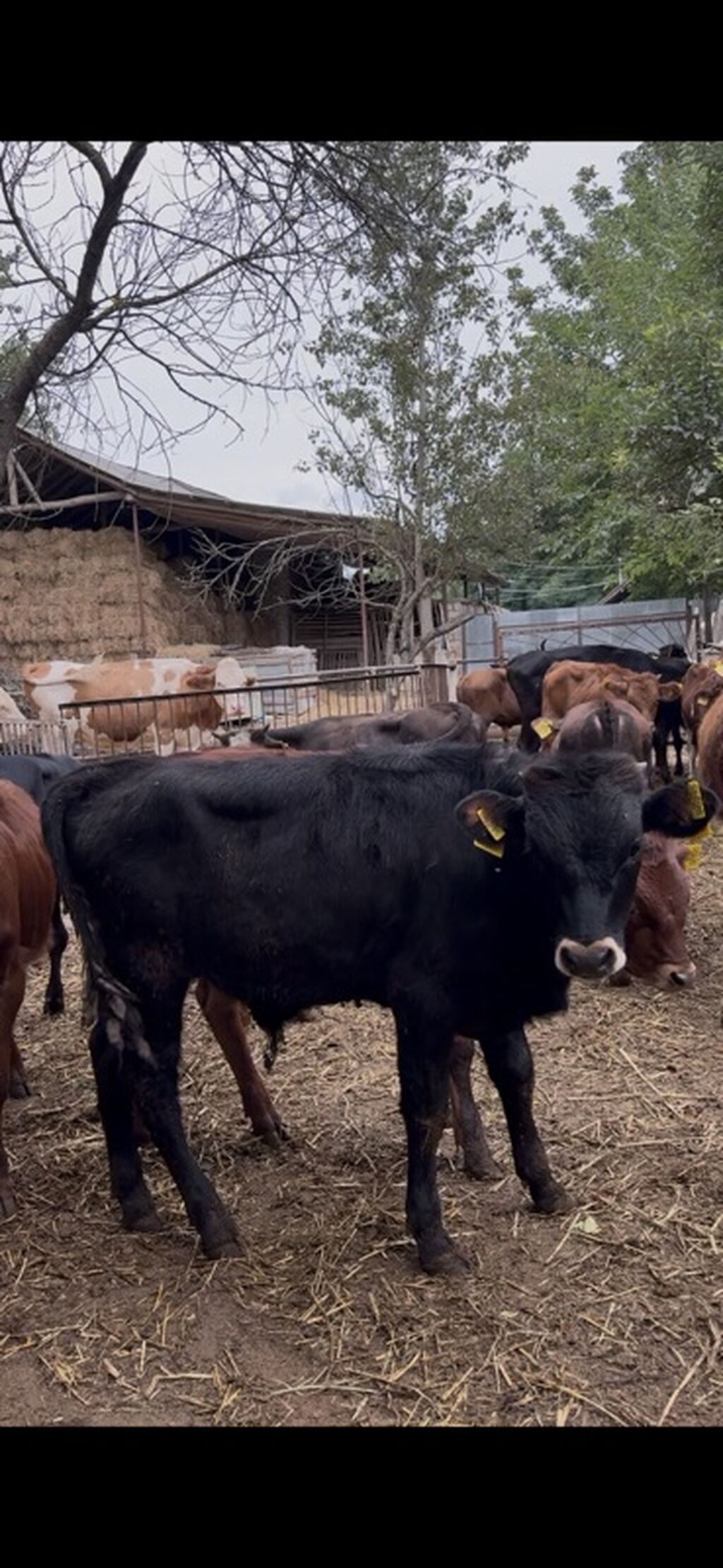 🐂 3–5 AYLIQ ERKƏK DANALAR SATILIR! 📌 28 baş erkək dana mövcuddur. 📌