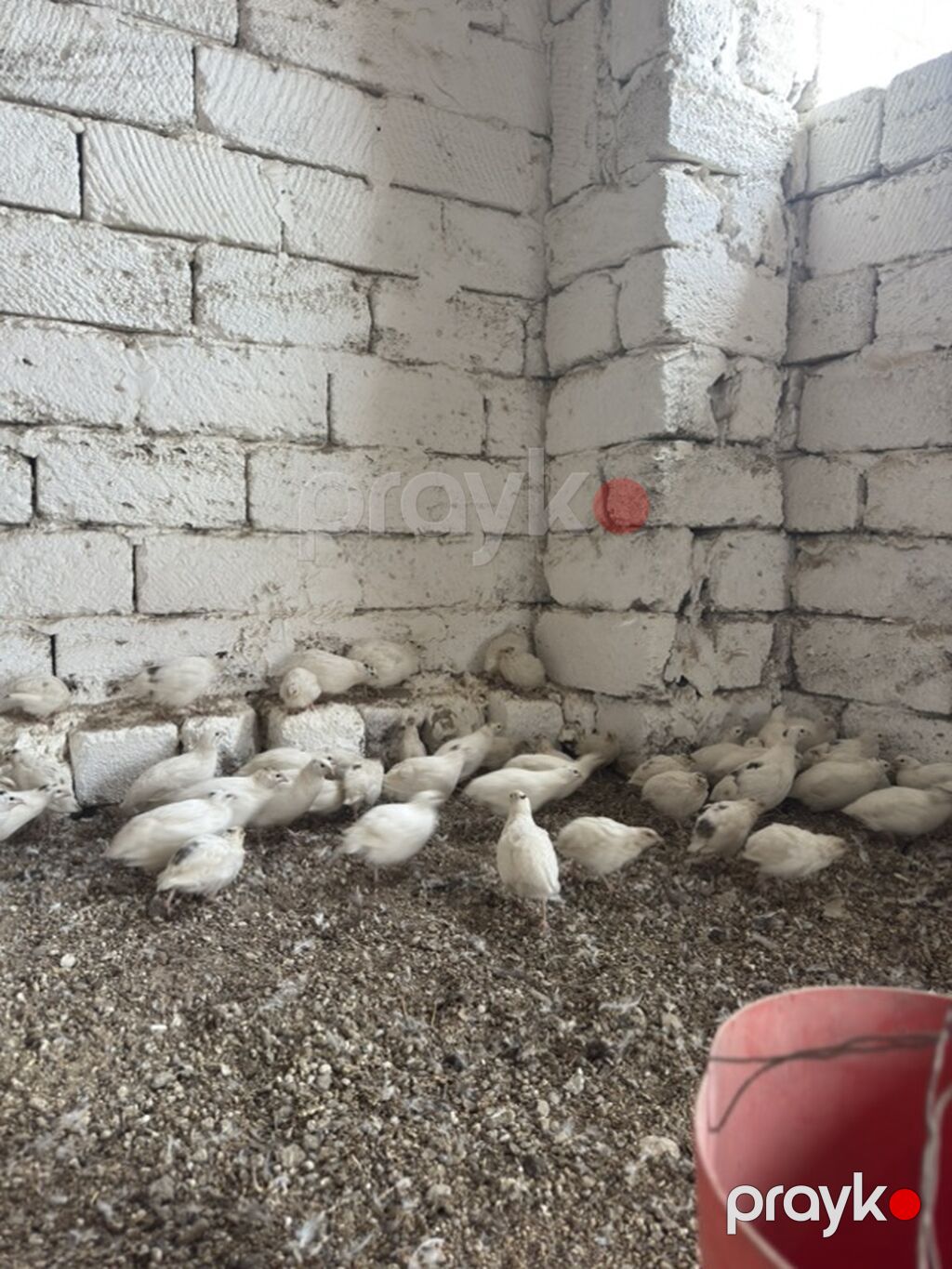 Ağ rəngli bildirçin sürüsü - Növ: yumurtalıq və ətlik istiqamətli ağ — Heyvanlar, Digah (2)