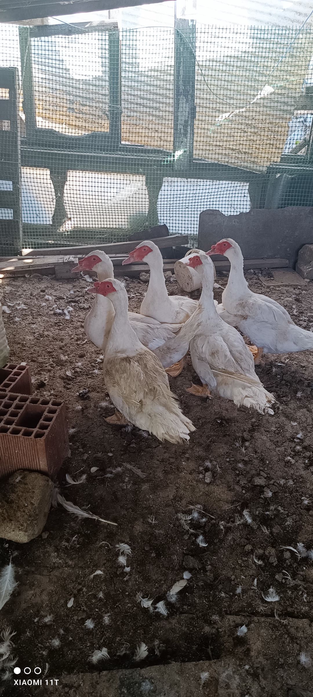 Ağ lavanda ördək - erkəklər satılır — Quşlar, Xırdalan (3)