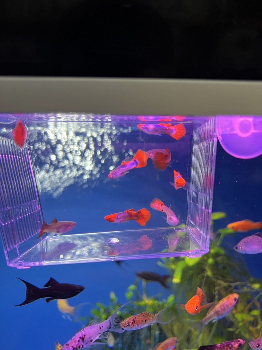 Koi quppi — Akvariumlar və balıqlar, Bakı (2)