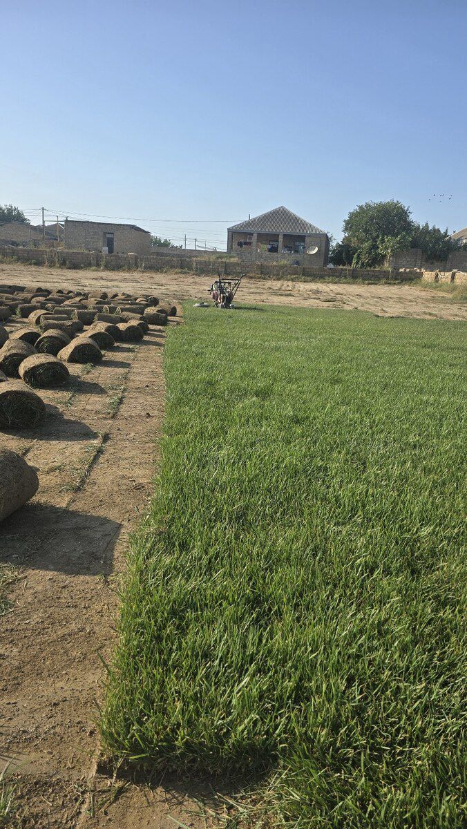 Qazon — Bitkilər, Bakı (8)