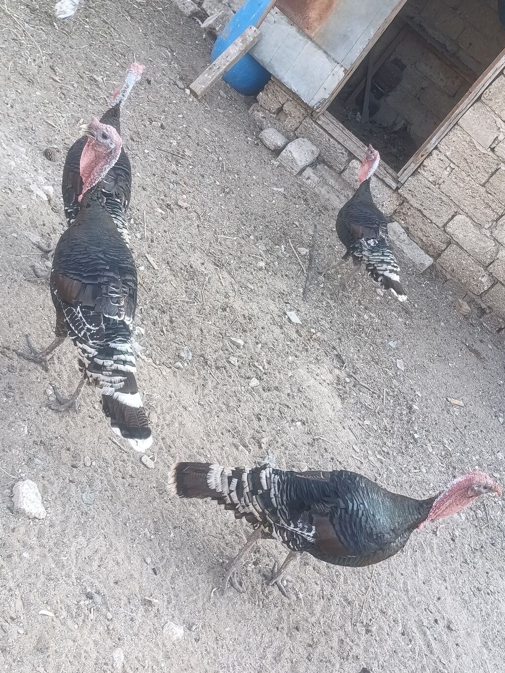 Salam tam sağalm heyvalınları Di Bronza Cinsi peyvəndəlir vurulub 2 — Heyvanlar, Digah (3)