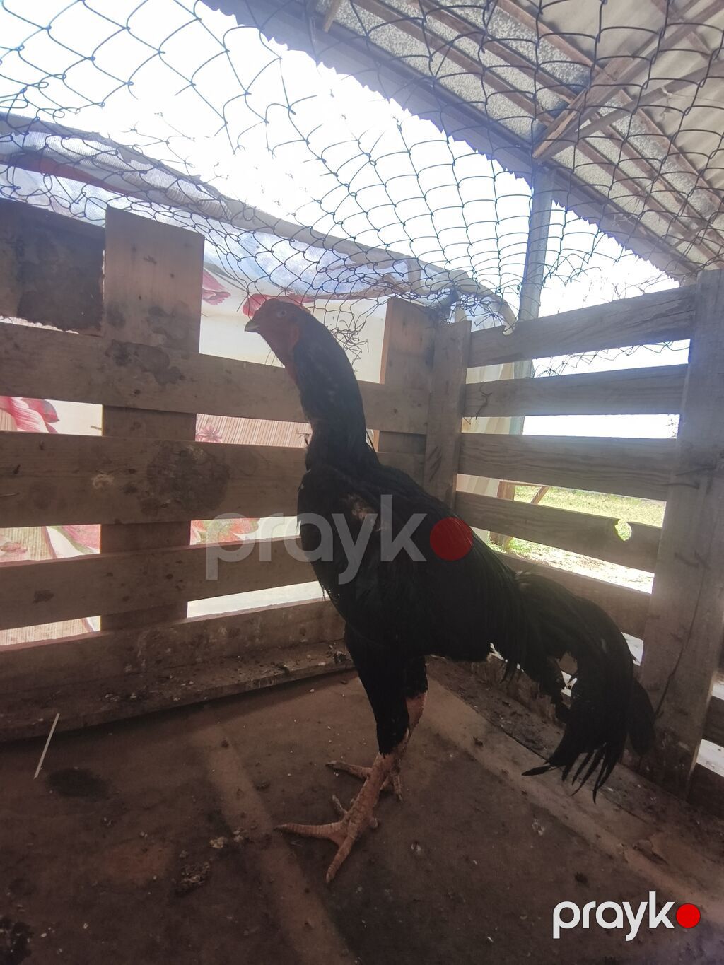 Xoruz, il: 1 — Toyuq və xoruz, Beyləqan (5)