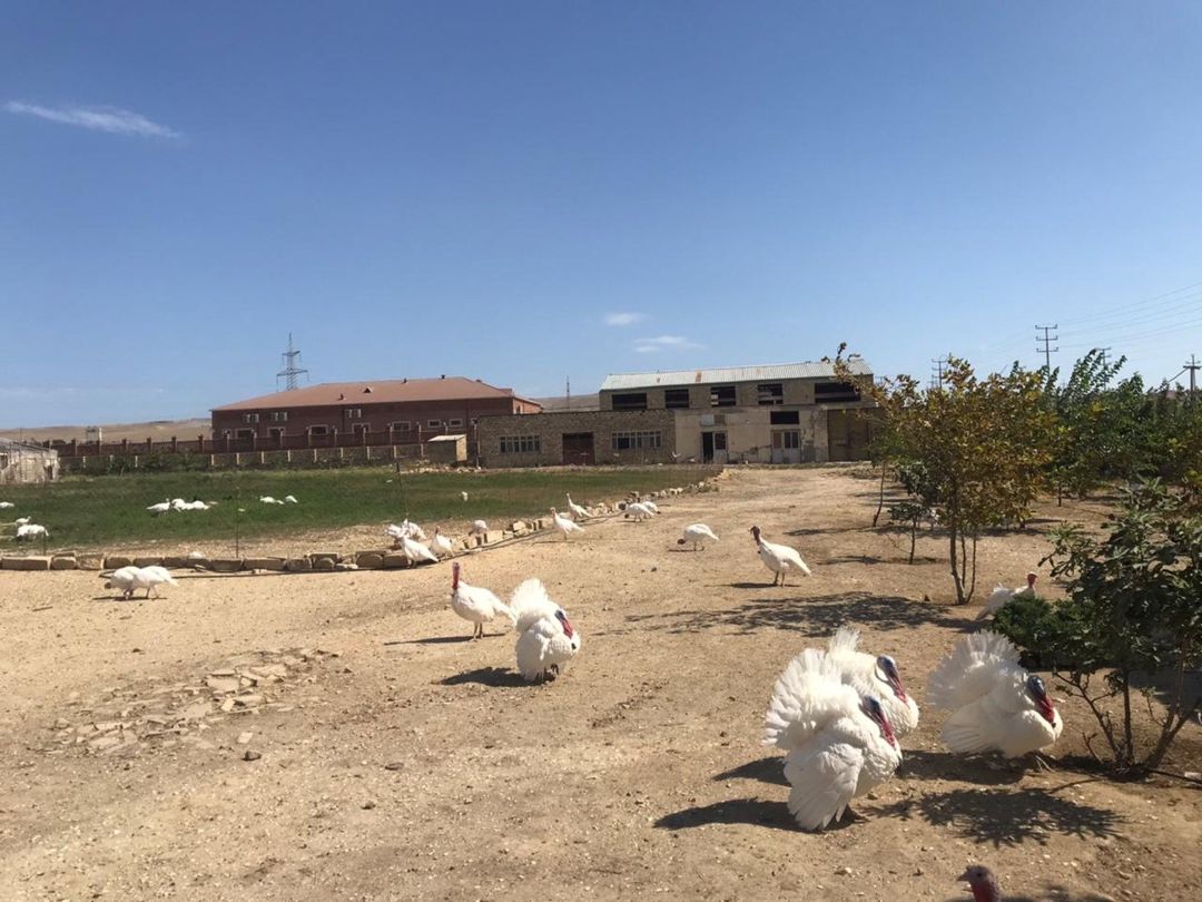 İcarəyə verilir obyekt 15000 m² — Əmlak, Bakı (3)