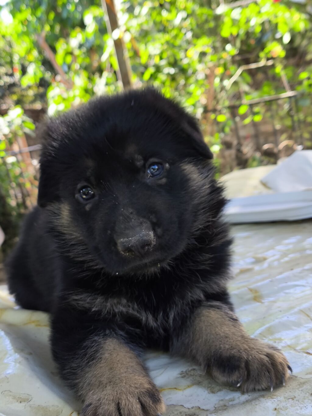 Alman çoban iti, 3 ay, Erkək, Peyvəndli, Ünvandan götürmə