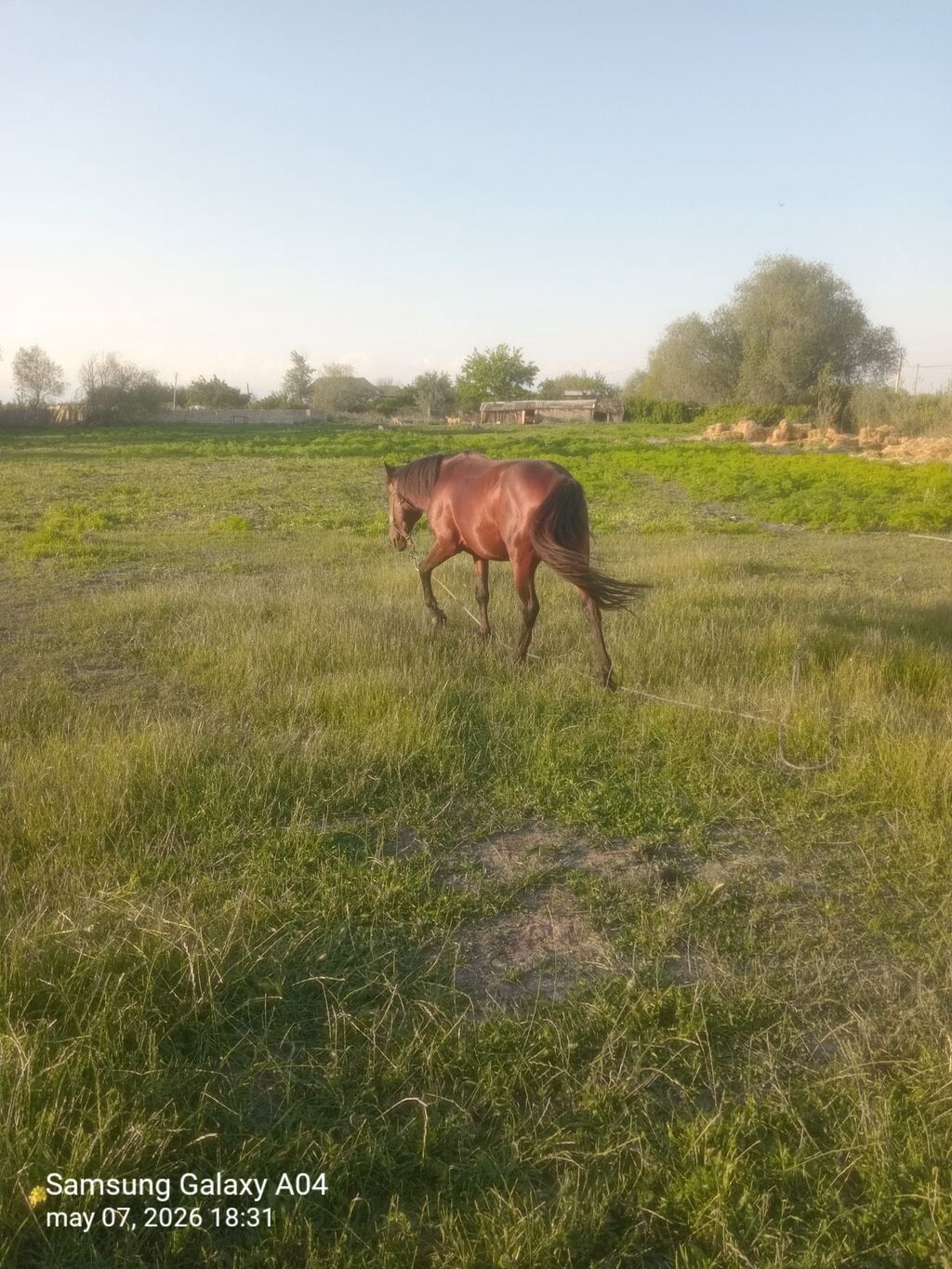 Erkək at, 5 yaş — Atlar, Kürdəmir (5)