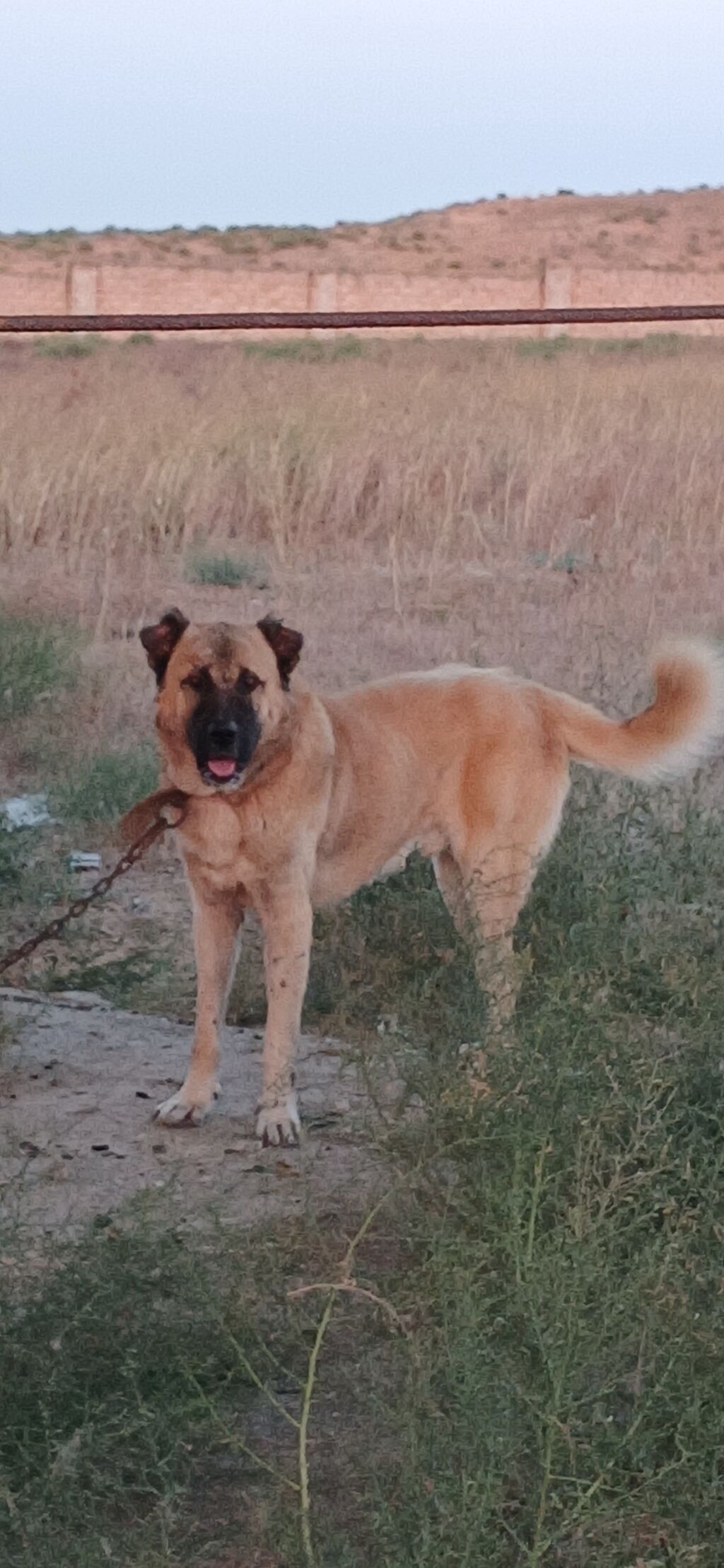 Qurdbasar, 2 il, Erkək, Peyvəndli, Ödənişli çatdırılma — Heyvanlar, Qazax (10)